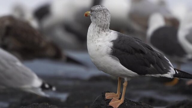 An adult lesser black-backed gull (Larus fuscus) in winter plumage inspecting its surroundings and preening its feathers