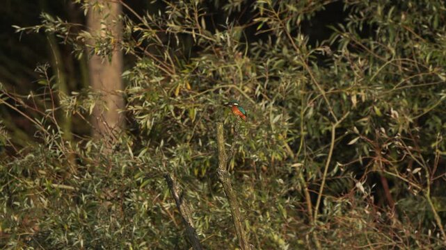 A common kingfisher (Alcedo atthis) perched on a tree branch and is diving into the water