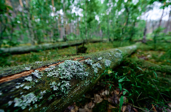 close-up view of a mossy fallen log covered with pale lichen in a dense, lush green woodland, evoking quiet nature, decay, regrowth and forest floor texture on an overcast day.
