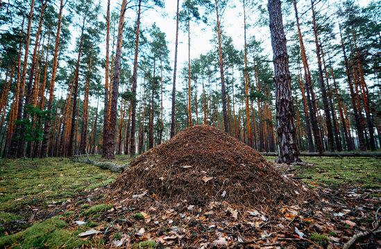 A large ant hill mound sits in a tranquil pine forest, surrounded by moss, fallen leaves and tall trunks. The scene highlights insect colony activity, forest ecology, and natural wilderness.