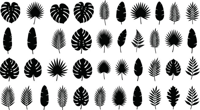 Tropical leaves silhouettes vector set featuring monstera palm banana and fern leaf shapes