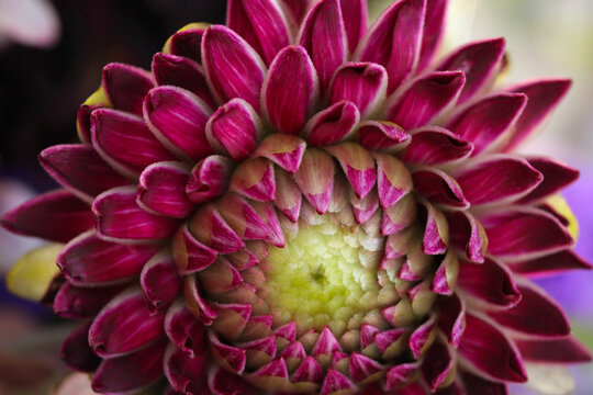 Maroon Dahlia Petals 01