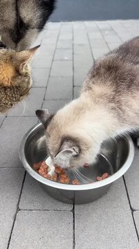 Two animals enjoy their meal from a bowl while being curious about each other. A cat and a dog are nearby, both interested in the food.