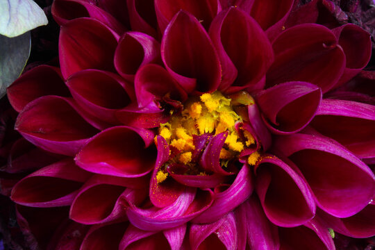 Yellow Dahlia Anther 03