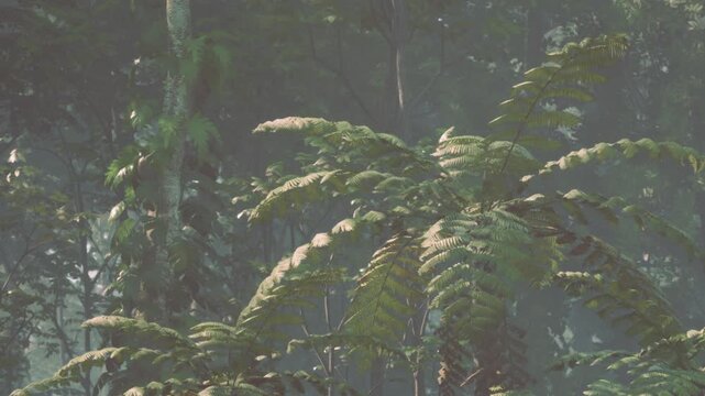 The image shows various green plants in a thick forest. The sunlight filters through the trees creating shadows. It appears to be early morning with a misty atmosphere.