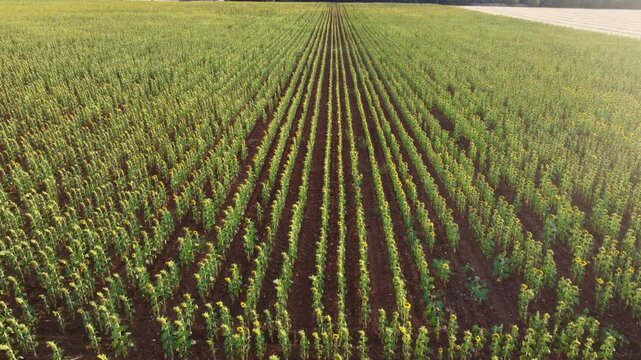 aerial view of vast green sunflower field planted in neat parallel rows ending with camera turning to reveal adjacent wheat field at sunset
