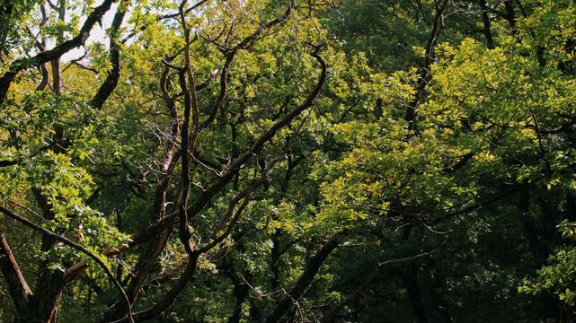 Dense Forest Canopy with Intertwined Tree Branches