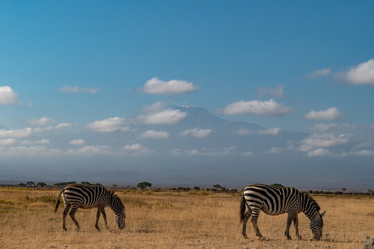 View of two zebras grazing in the dry savanna of Amboseli National Park with Mount Kilimanjaro in the background in Kajiado County, Kenya.