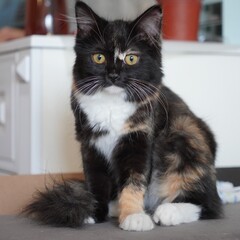 Three-colored domestic cat sitting indoors, cute pet portrait  © 8.ilomilo