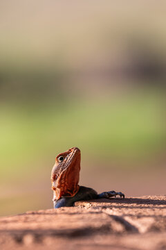 View of a red-headed rock agama lizard peeking over a textured reddish-brown rock surface in Amboseli National Park, Kajiado County, Kenya.
