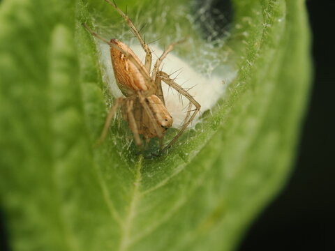 Ara&ntilde;a lince (Oxyopidae) protegiendo cuidadosamente su saco de huevos de seda blanca sobre una hoja verde. Excelente detalle de la biodiversidad en la naturaleza y vida salvaje.