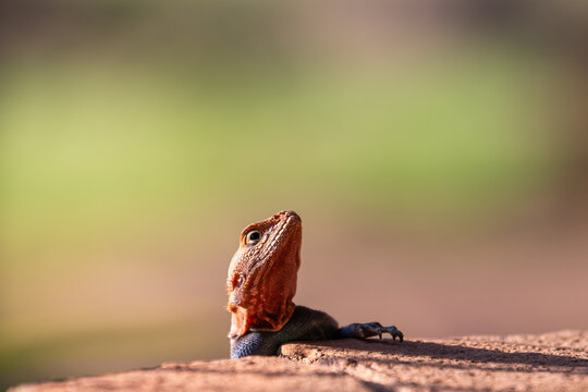 View of an Agama lizard with a bright orange head peeking over a stone wall in Amboseli National Park, Kajiado County, Kenya.