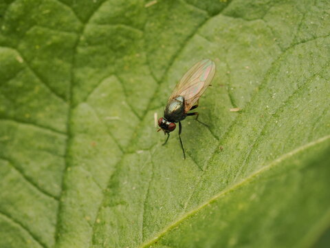 Una mosca dom&eacute;stica brillante, de colores met&aacute;licos azulados y verdosos, se posa sobre una hoja verde. La imagen captura los detalles intrincados de sus alas transl&uacute;cidas, ojos compuestos y delicadas 
