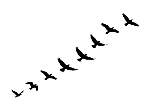 Migrating birds silhouette vector, flock of flying birds in formation, black avian group isolated on white background