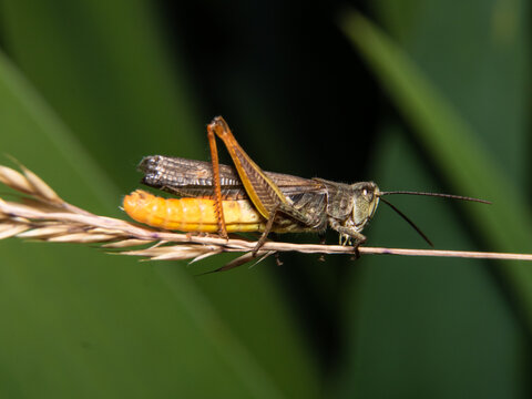 Macro close-up of a grasshopper resting on a dry grass stem against a soft green natural background. Detailed insect wildlife photography.