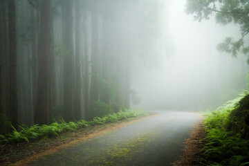 Fototapeta premium An empty asphalt road disappears into thick, heavy white fog and mist inside a dense cryptomeria pine forest with green ferns on Terceira Island, Azores