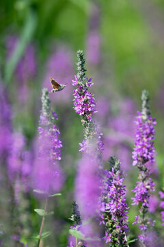 Purple loosestrife flowers with a hummingbird hawk-moth hovering