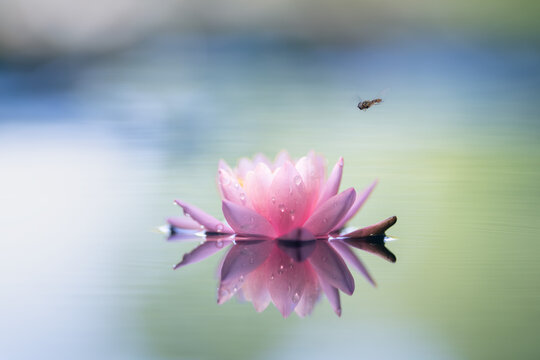 hoverfly flying over a pink lotus flower on the water surface. Shallow depth of field