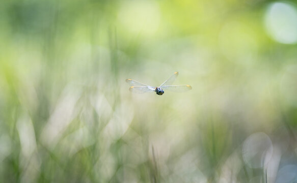 Dragonfly (broad-bodied chaser) flying over the pond, front view , shallow depth of field