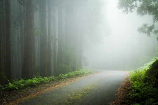 An empty asphalt road disappears into thick, heavy white fog and mist inside a dense cryptomeria pine forest with green ferns on Terceira Island, Azores