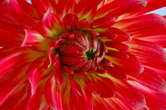 Brandon J Dahlia Closeup 03