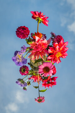 red and purple dahlia flowers against blue sky with their reflection from mirror