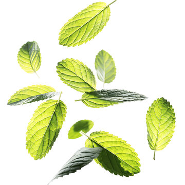 Fresh green mint leaves flying in the air isolated on transparent background