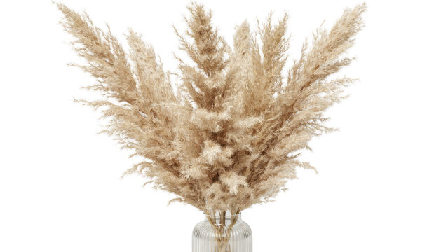 Fluffy dried pampas grass stems arranged in a clear ribbed glass vase isolated on a transparent background