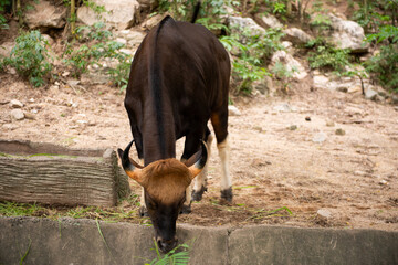 Naklejka premium Grazing bull in natural habitat.