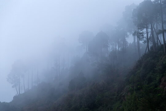 View of pine trees shrouded in thick morning mist on a hillside in Murree, Punjab, Pakistan.
