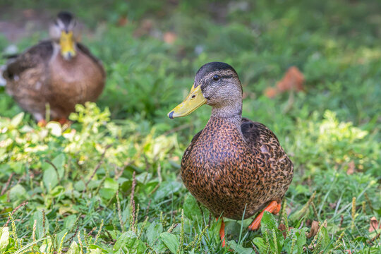 Female mallard duck walking in the grass towards the camera.