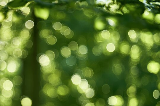 Soft green forest bokeh background with sunlit circular light orbs