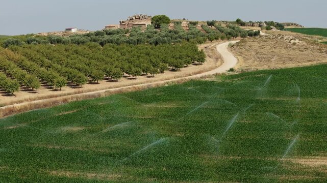 Aerial of active irrigation on green crop field orchard trees dirt road and hilltop farm buildings