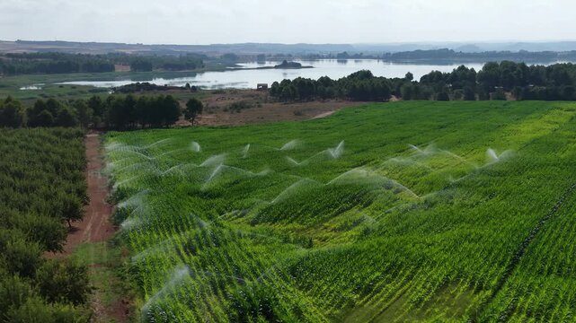Aerial of active irrigation on lush green crop field with large reservoir and trees beyond