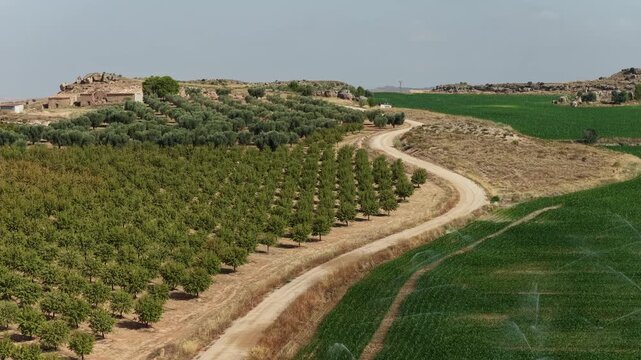Aerial of dirt road separating orchard rows from irrigated green crop field and rocky hilltop farm