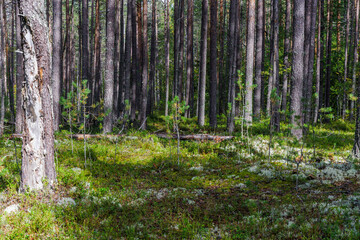 Scenic view of tall pine trees standing in dense coniferous woods with green moss and mossy ground in Northern Europe wilderness. © Konstantin