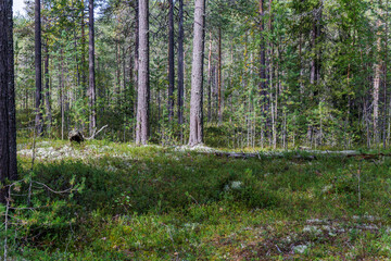 Scenic view of tall pine trees standing in dense coniferous woods with green moss and mossy ground in Northern Europe wilderness. © Konstantin