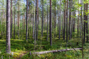 Fototapeta premium Scenic view of tall pine trees standing in dense coniferous woods with green moss and mossy ground in Northern Europe wilderness.
