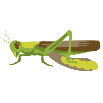 Stylized green grasshopper illustration isolated on a white background