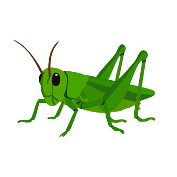Bright green grasshopper illustration isolated on a clean white background