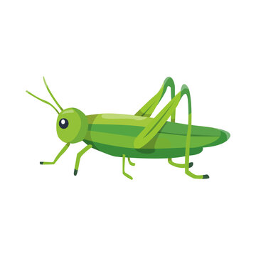 Cute green grasshopper illustration isolated on a white background