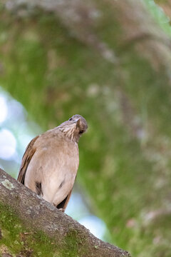 Pale-breasted thrush resting on tree branch.