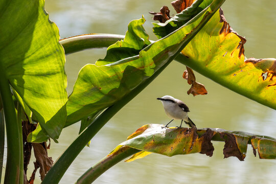 Photograph of a White monjita.