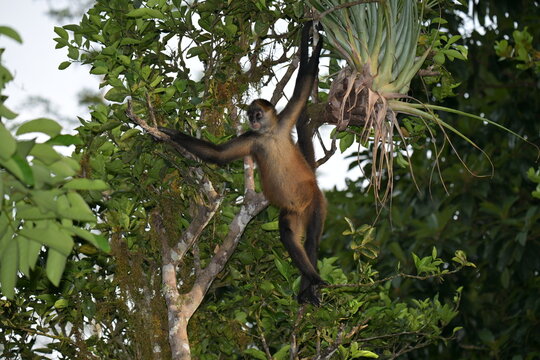 Geoffroy-Klammeraffe Costa Rica