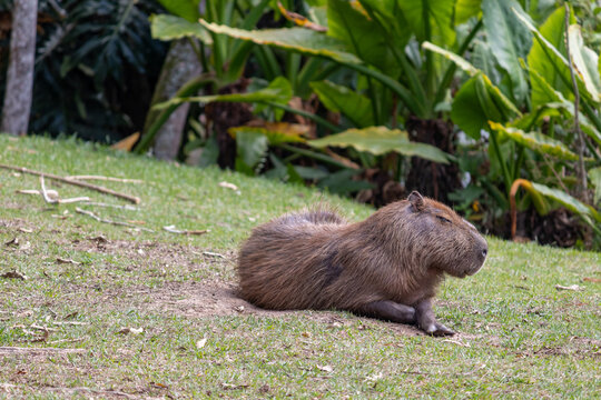 A beautiful capybara resting on the grass.