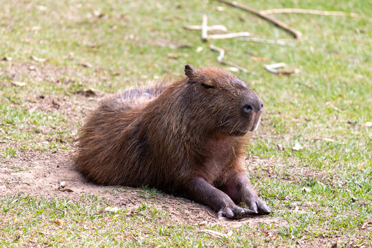 A beautiful capybara resting on the grass.