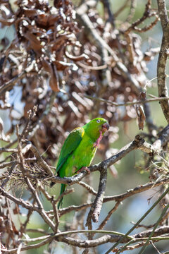 Plain Parakeet Resting on Tree Branch.