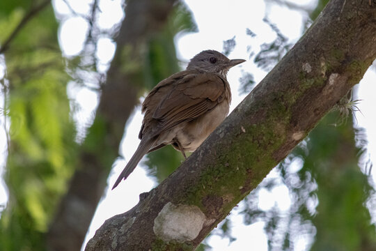 Pale-breasted thrush resting on tree branch.