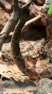 Copperhead snake slithers down from branch and up rock