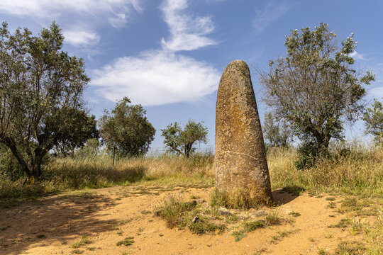 View of Menir dos Almendres standing in a grassy field surrounded by olive trees under a blue sky in Nossa Senhora de Guadalupe, Distrito de Evora, Portugal.